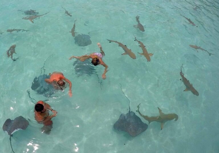 Bora Bora lagoon snorkel cruise with sharks and stingrays